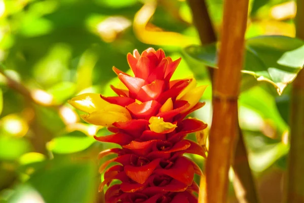Zbliżenie czerwonej egzotycznej rośliny z żółtymi kwiatami — Zdjęcie stockowe