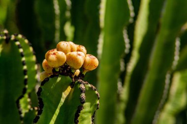 Büyümede dikenli armutların yakın çekim