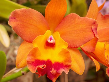 egzotik bir orkide çok renkli yakın çekim