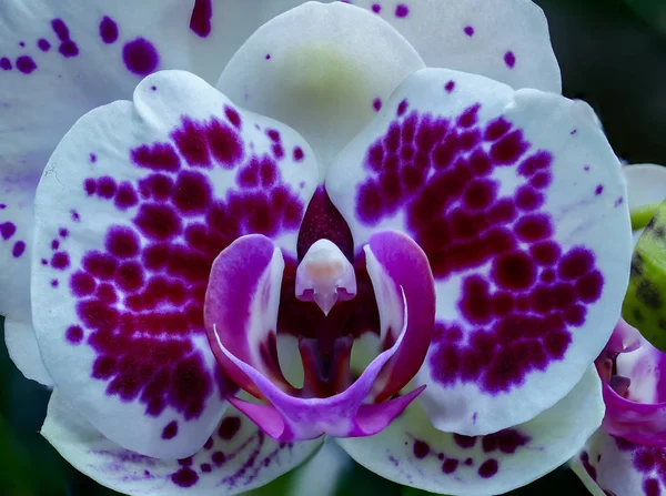 Grande close-up de um roxo withe orquídea — Fotografia de Stock