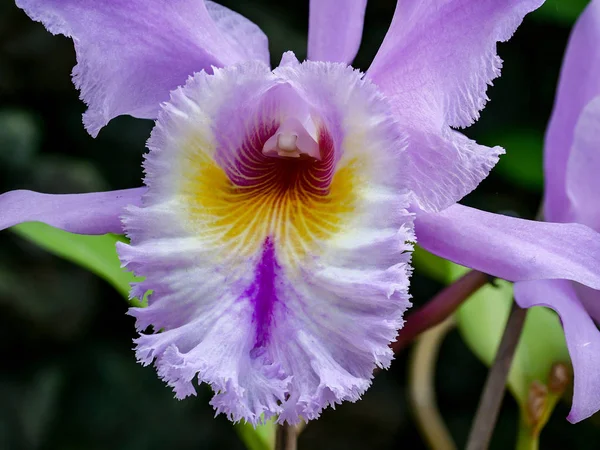 Grande close-up de uma orquídea rosa — Fotografia de Stock