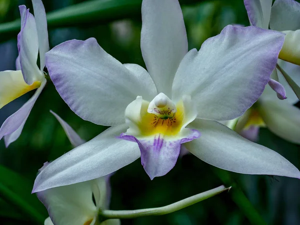 Close-up exótico de uma orquídea branca amarela — Fotografia de Stock