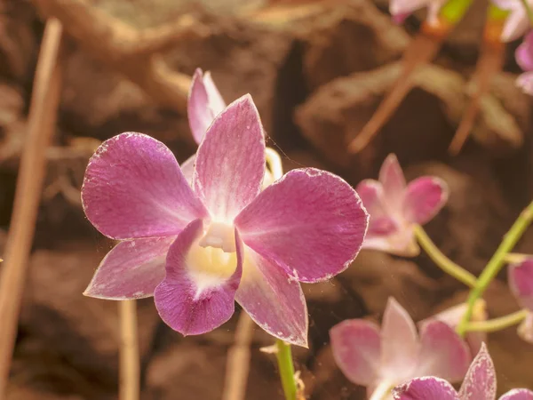 Fantástico close-up de uma orquídea vermelha — Fotografia de Stock