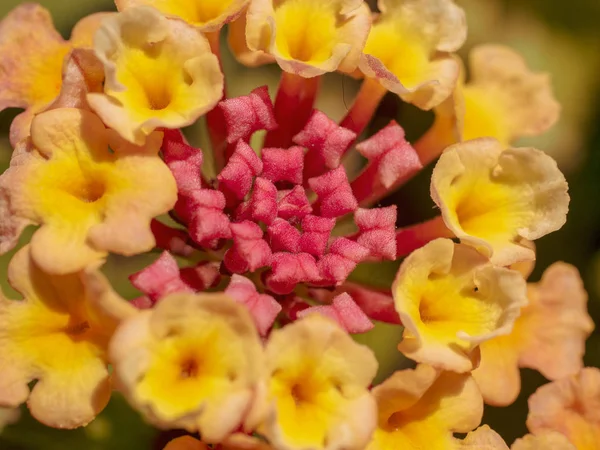 Fantástico primer plano de una flor multicolor —  Fotos de Stock