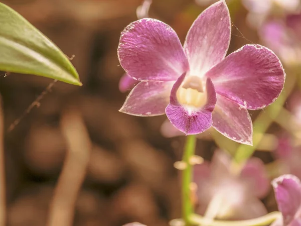 Fantástico close-up de uma orquídea vermelha — Fotografia de Stock