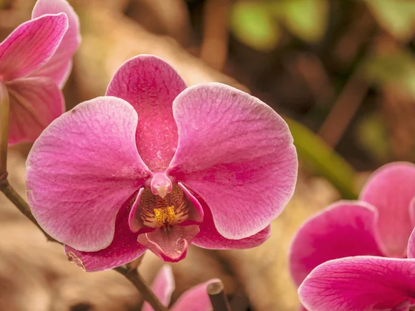 Fantástico close-up de uma orquídea vermelha — Fotografia de Stock