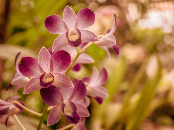 Fantástico close-up de uma orquídea vermelha — Fotografia de Stock