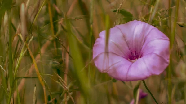 Close-up de um prado colorido de flores silvestres — Fotografia de Stock