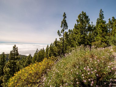 Dağa çayır üzerinde muhteşem görünümü