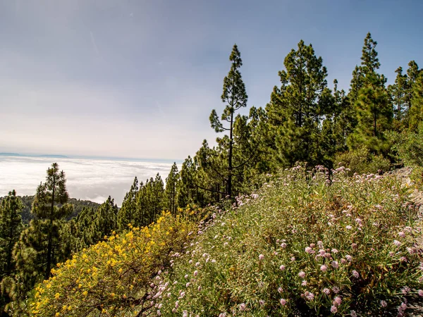 Dağa çayır üzerinde muhteşem görünümü