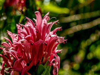 Egzotik kırmızı pelerin çiçeği yakın