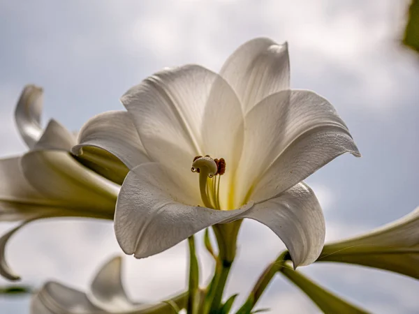 Zavřít velkou bílou svatební lilii — Stock fotografie