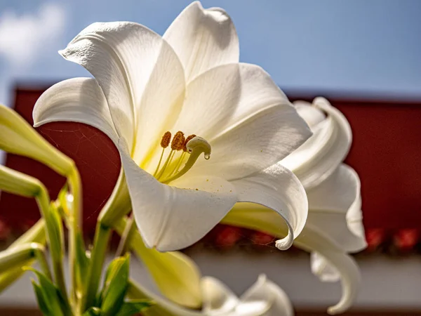 Blízko velké bílé svatební lilie — Stock fotografie