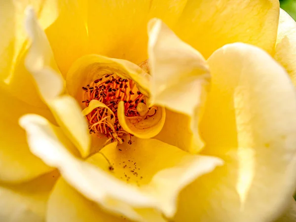 Makro v blízkosti žluté růže — Stock fotografie