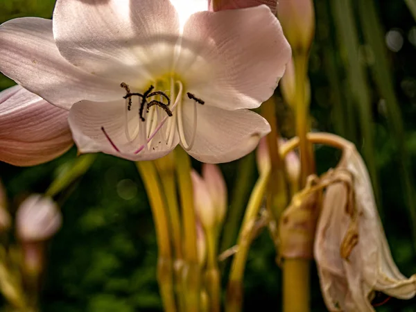 Blízko velkého otevřeného Jerseyské lilie — Stock fotografie