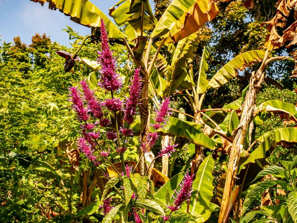 Botanischer Garten mit wildem Bugloss — Stockfoto