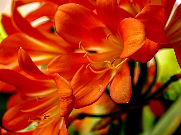 Macro super de flor de lírio natal aberto largo — Fotografia de Stock