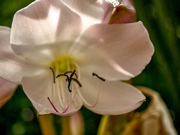 Blízko otevřeného Jerseyské Lily — Stock fotografie