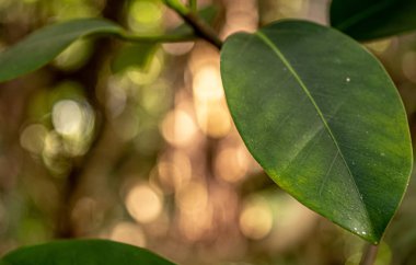 arka planda bokeh ile bir yaprak fantastik closeup