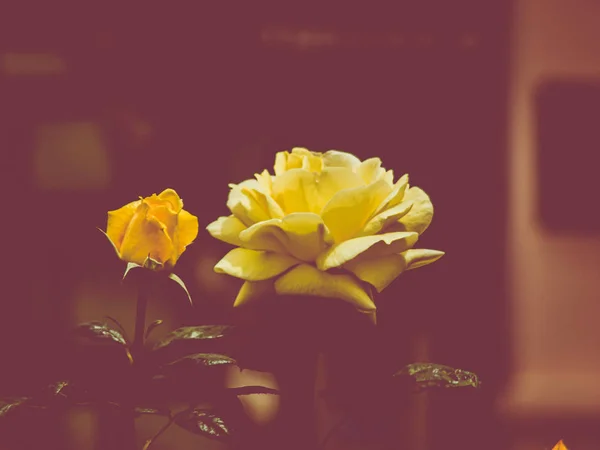Stylistické uzavření žluté růže — Stock fotografie