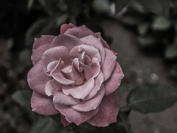 Gros plan d'une belle pivoine — Photo