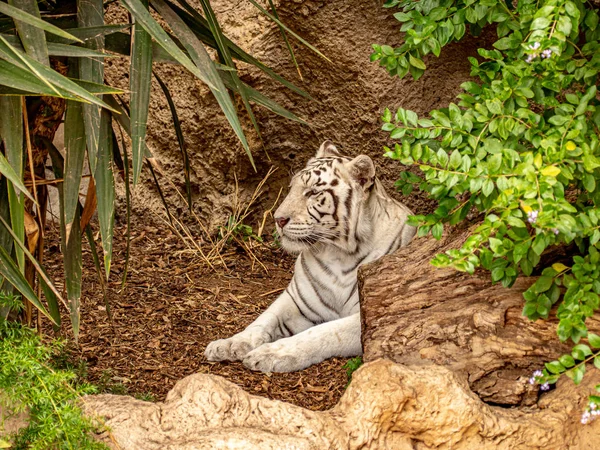 Крупный план белого бенгальского тигра на перерыве — стоковое фото