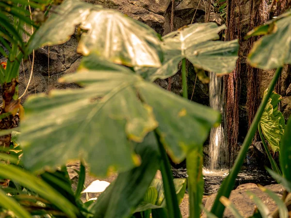 Gros plan de grandes feuilles vertes dans la jungle sauvage — Photo