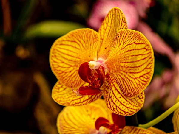 Fantastisk gul röd orkidé som närbild — Stockfoto