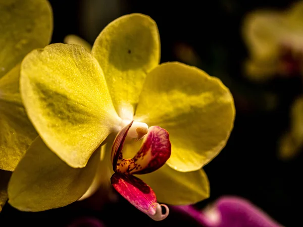 Macro de uma grande orquídea amarela — Fotografia de Stock