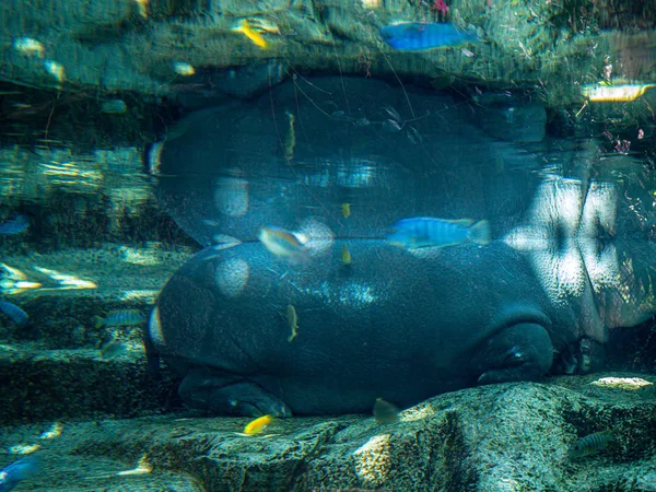 Underwater photography of a hippopotamus sleeping — Stock Photo, Image