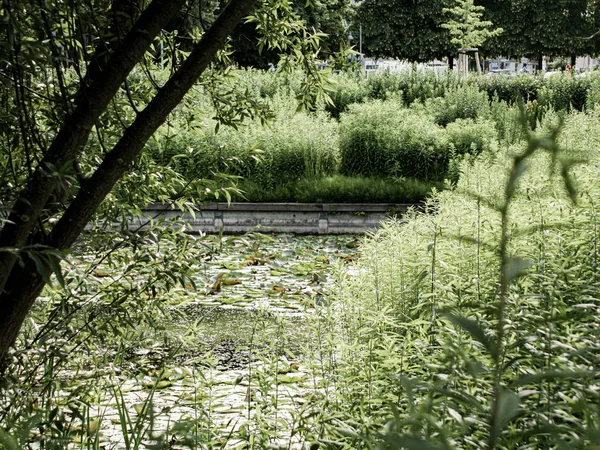 Meditative view of a pond covered with water lilies — Stock Photo, Image