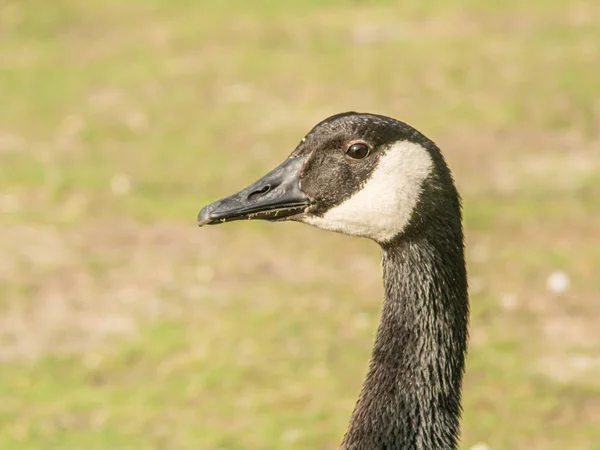 Fascinante closeup de um ganso selvagem — Fotografia de Stock