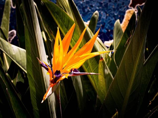 美しい楽園の花のクローズアップ — ストック写真