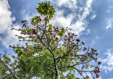 gökyüzüne bir flaman ağacı üzerinde fantastik görünümü