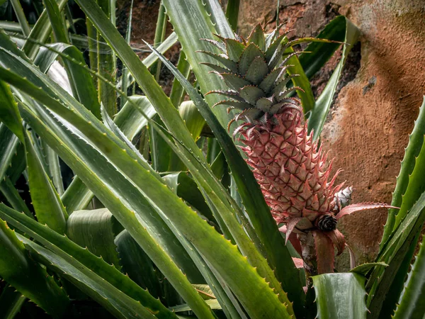Pineapple plant still young in the botanical garden — Stock Photo, Image
