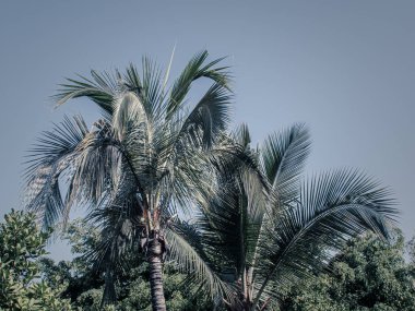 Güzel avuç içi mavi gökyüzüne uzanır