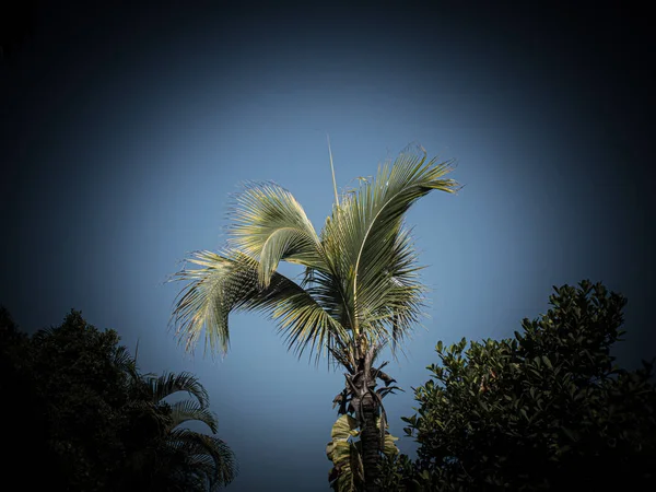 Schöne Palme streckt sich in den blauen Himmel — Stockfoto