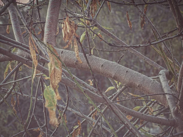 Photographie d'automne détaillée d'un amandier tropical — Photo