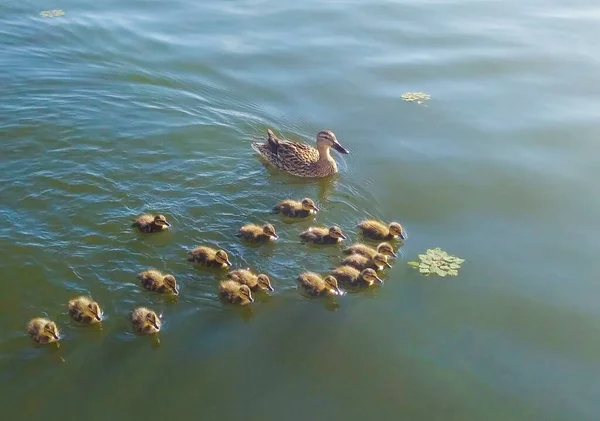 Pato Con Patitos Flotando Río — Foto de Stock