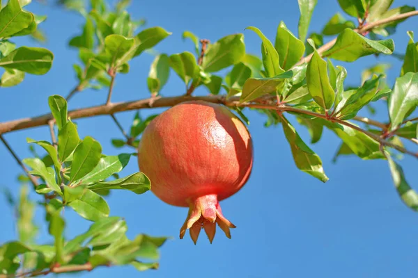 Blooming Red Pomegranate Hanging Tree Green Leaves Blue Sky Juicy ロイヤリティフリーのストック写真