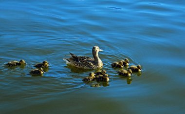 Nehirde yüzen ördek yavrularıyla ördek.