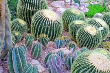 Echinocactus grusonii albispinus. Botanik bahçesindeki kaktüs.