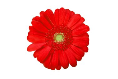 Gerbera. Güzel çiçek. Beyaz arkaplanda kırmızı gerbera.