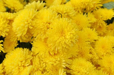 Çiçekli bahar arkaplanı. Güzel çiçekler. Merhaba Spring. Merhaba yaz..