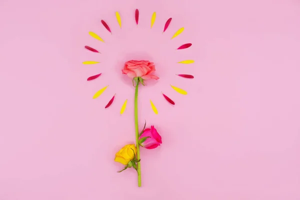 Spring flowers on a pink background. Spring or summer floral background with copy space for text. Beautiful flowers. Flower composition. Hello summer. Hello Spring.Flat lay.