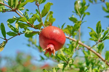 Çiçekli kırmızı nar, yeşil yaprakların arasında, bir ağaçta asılı, mavi gökyüzüne karşı..