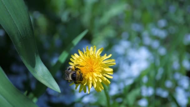 Honey Bee Samlar Nektar Från Blomma Maskros Och Flyger Iväg — Stockvideo