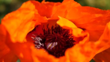 Bal arısı haşhaş çiçeğinin nektarı toplar. Makro. Yavaş hareket