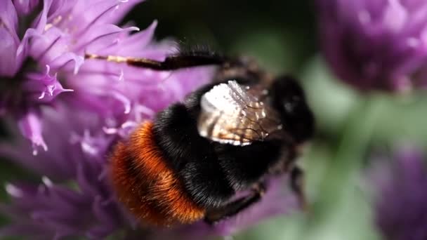 Beautiful Honey Bee Collects Nectar Flower Flies Away Macro Slow — Stock Video