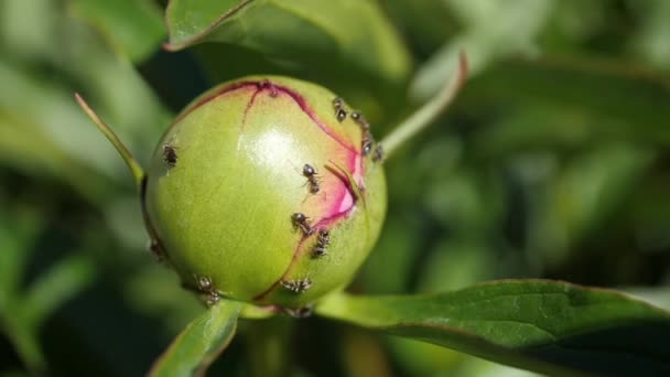 Crowd Ants Runs Closed Bud Pink Peony Collects Nectar Slow — Stock Video